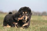 DOGUE DU TIBET 535